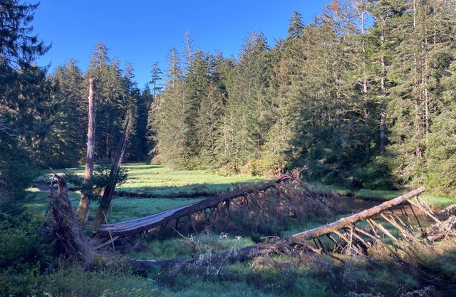 Charming two bedroom cottage placed among the trees just outside Waldport