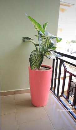 Comfort furnished apartments