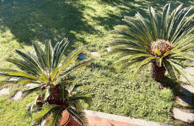 Comfortable independent apartment, surrounded by greenery, a few minutes from the sea