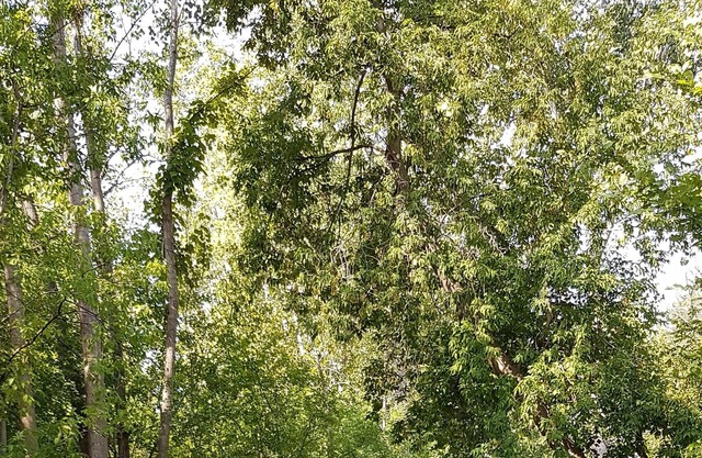 Cozy and beautiful flat, close to downtown Ottawa, many trees around
