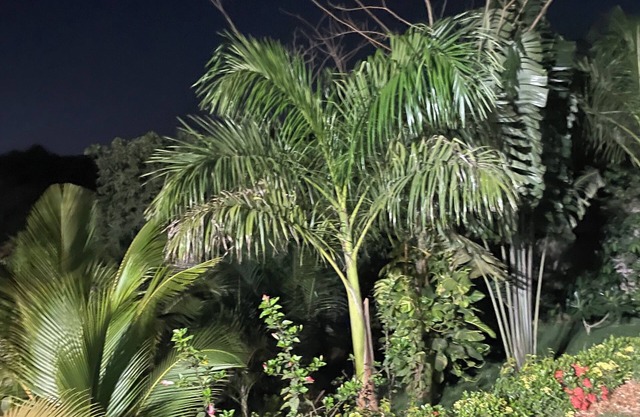 Da Palm inn