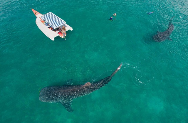 Dream,Explore,Discover mafia island home to whalesharks