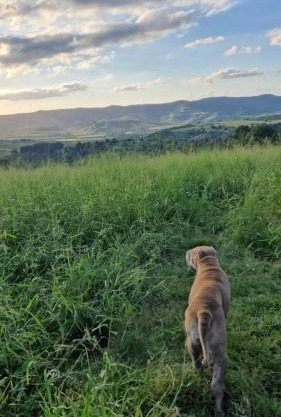 echoes in the valley
