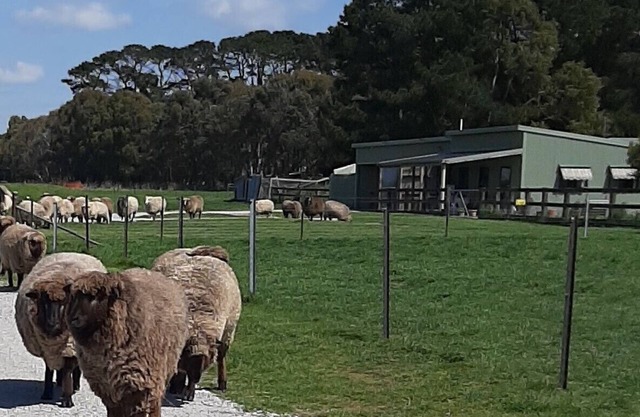 Farmstay at Fleece, Flock & Fibre an historic railway station in Taralga