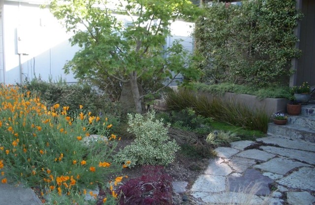 Gorgeous eco-friendly Berkeley hills home & garden near UC Berkeley