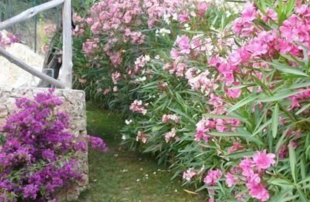 Holiday apartment Finale Ligure for 1 - 4 persons with 1 bedroom - Holiday apartment in one or multi