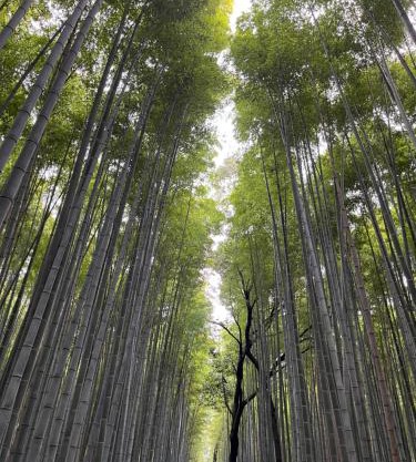 House of Dragon Arashiyama Central 天龙の宿 岚山正中心独栋别墅1-2楼完全使用带车位 5人入住可 天龙寺步1分竹林渡月桥步3分 嵯峨岚山駅步4分 新干线至京都站11分