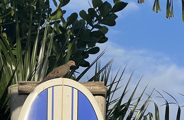 JUBA’S NEST NEAR BEACH COASTAL HOME