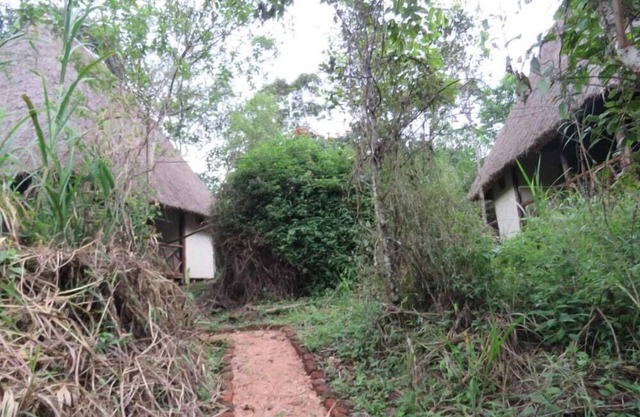 Jungle lodge Kibale