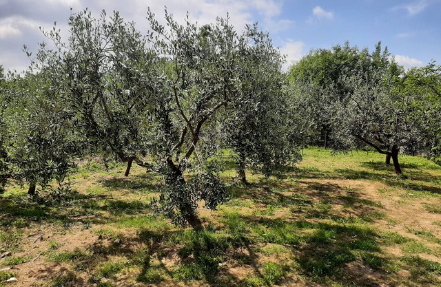 "La casetta di Bianca". CITRA 011023-LT-0048