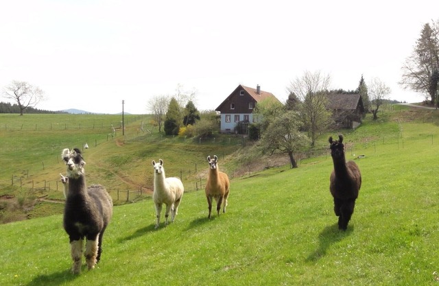 Llama and Maine Coon farm in sunny and secluded location in Biederbach 3 rooms