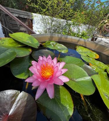 Lotus Garden - Île de la Réunion