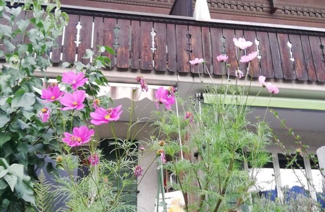 Lovely apartment for 6 people with TV, balcony, pets allowed and parking