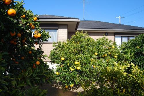 Minpaku Orange Garden - Vacation STAY 18601