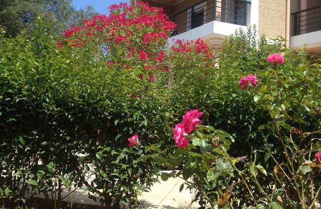 NISO VILLAS IN THE GYRI VILLAGE OF THE ZANTE