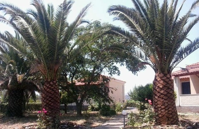 Oasis Studios Skala Kallonis