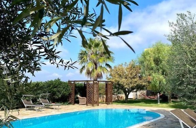 Olive tree