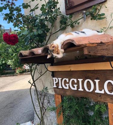 PIGGIOLO