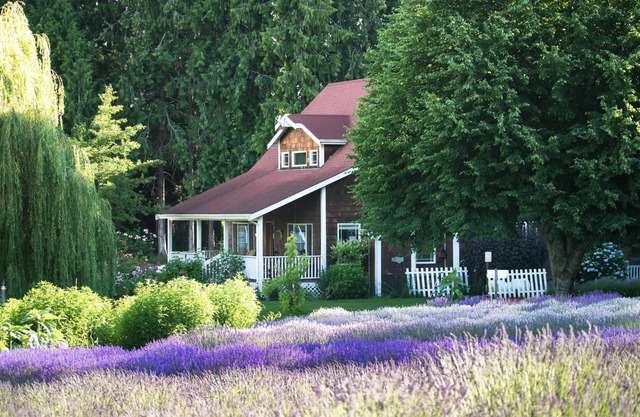 Purple Haze Lavender Farm