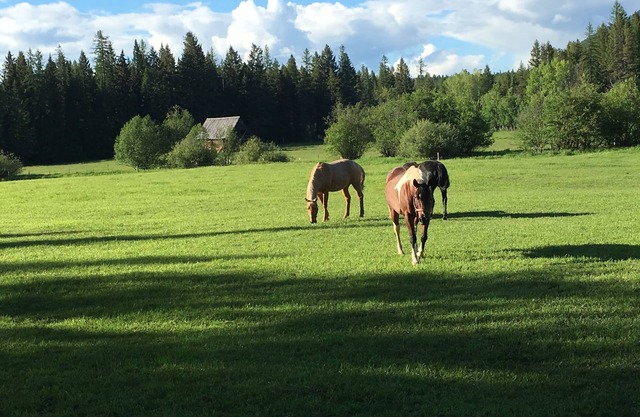 Ranch close to Glacier; open views/mtns/meadows/creek/trails; wildlife; barns