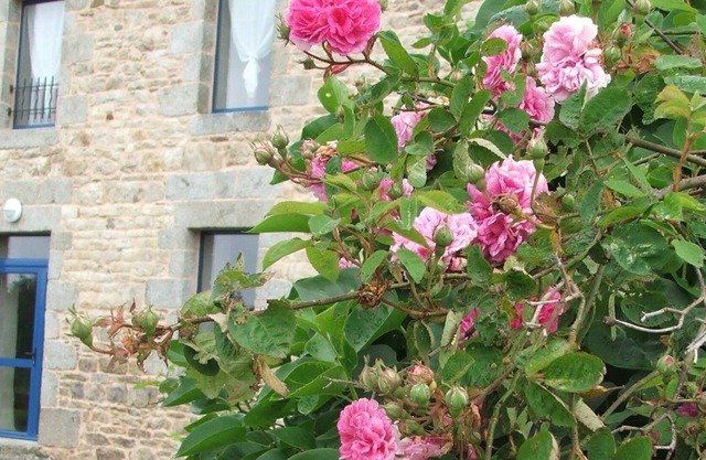 Reinette d'Armorique