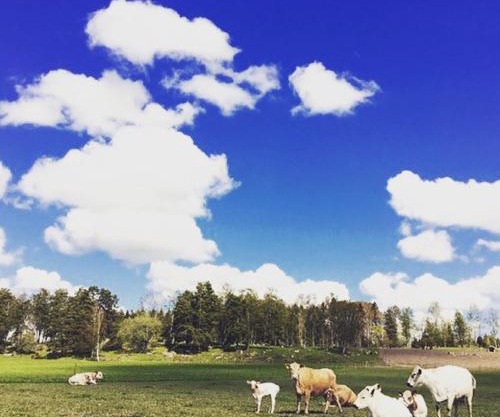 Resta gård bondgårdhotell