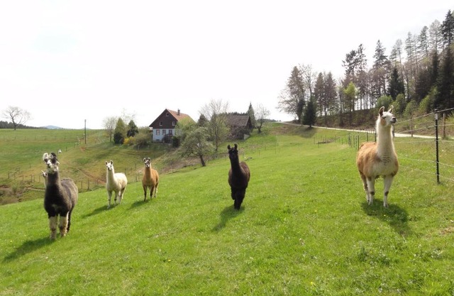 ruhiges Wohnen am Lama und Maine Coon Hof in Alleinlage in Biederbach 3 Zimmer mit Kochgelegenheit Bad