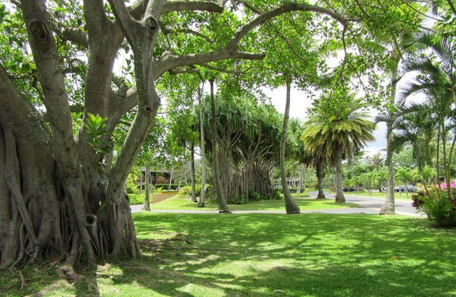 SEPTEMBER SPECIAL RATE! - 1-bedroom condo, pools, walking distance to beaches.