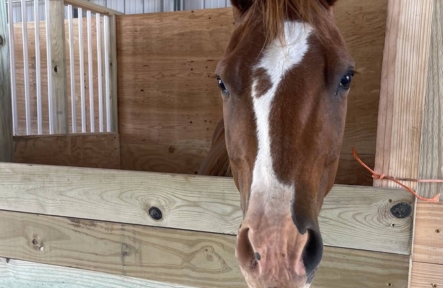 Staying on a working horse farm