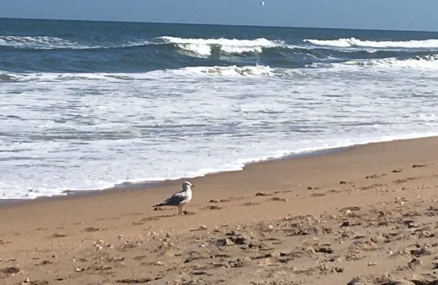 Sun Surf Shell Repeat.n99 Steps to Ocean!nPrivate, Serene Special 6 month rate.