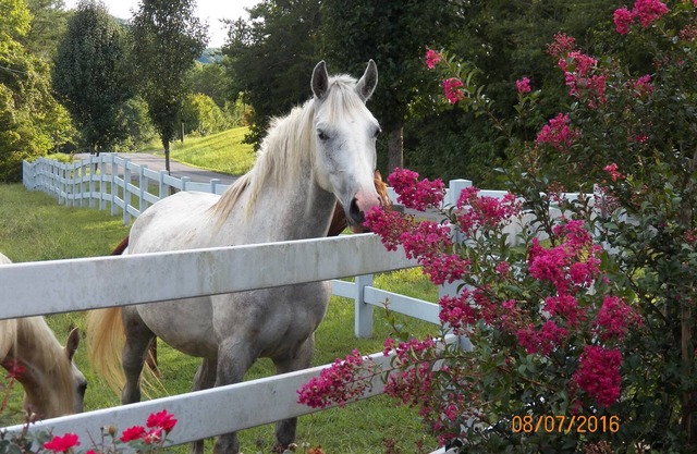 T-Lea Farm your 73 Acre Horse Farm Vaction Retreat in East Tennessee