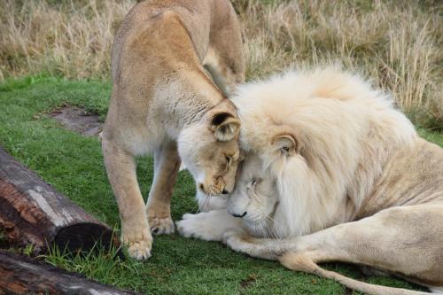 Tenikwa Wildlife Centre & Spa