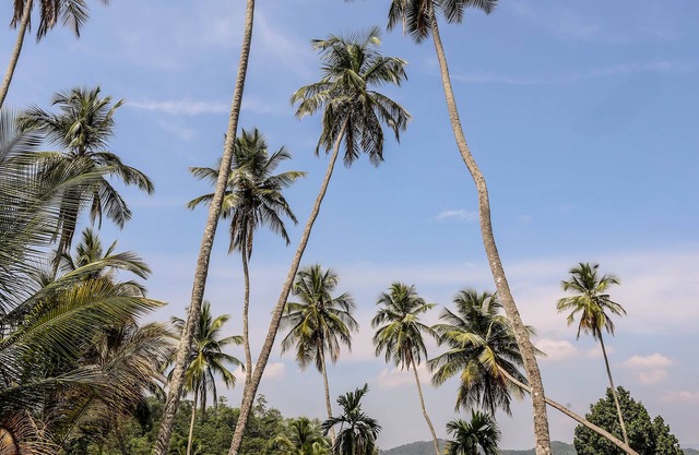 The Flame Tree Estate & Hotel