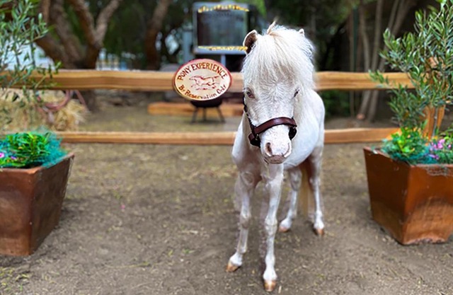 The Pony Experience; Glamping with Private Petting Zoo
