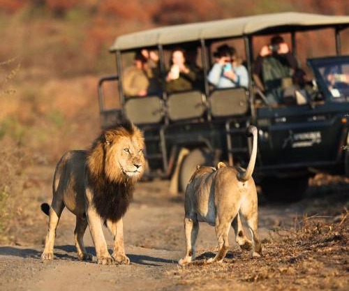 The Springbok Lodge