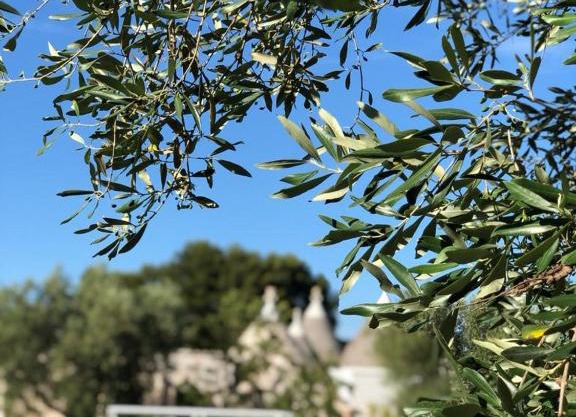 Trullo Genesi