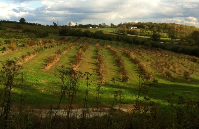 Views! Close to Liberty, BRP and Excellent Pie! Special Rates for Couples