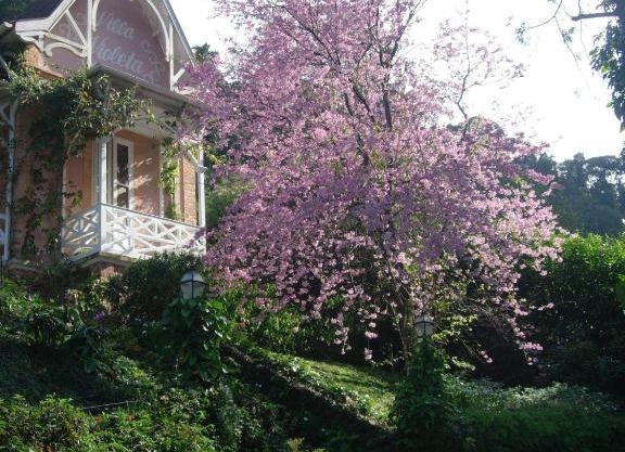 Villa Violeta