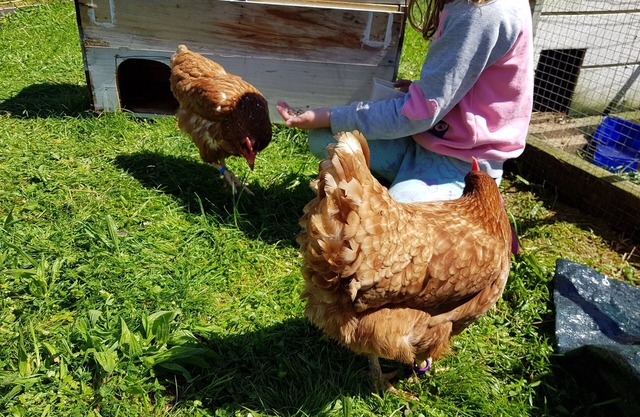 Warm calm peaceful Farmstay Rotorua with Wi-Fi (but kids don't need to know!)