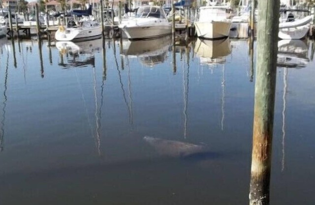 Watch the manatees from your lanai while drinking your morning coffee and relax.