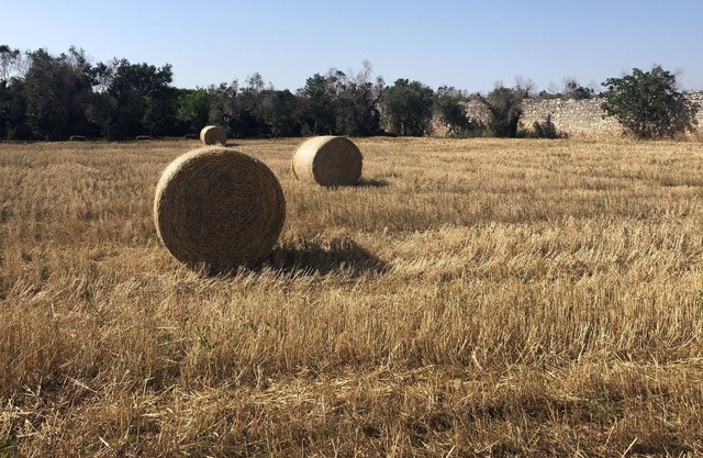 Your own exclusive private farm by the sea