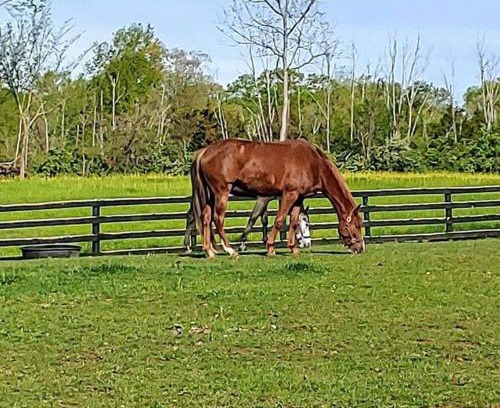 Lebanon Apartment | 102 Acre Pet Friendly Horse Farm! Bring your horse too!