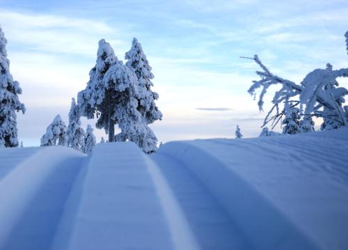 Ljordal Apartment | 15 - Fulufjellets nasjonalparker - snø - alpint - langrenn - snøscooter