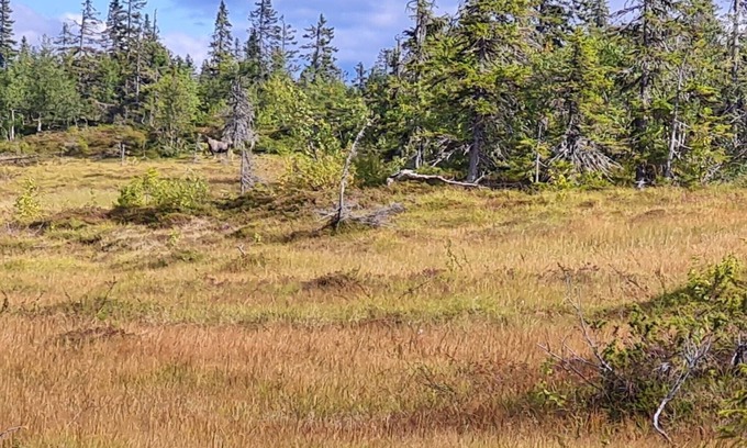 Rorvattnet House | 4 person holiday home in Föllinge
