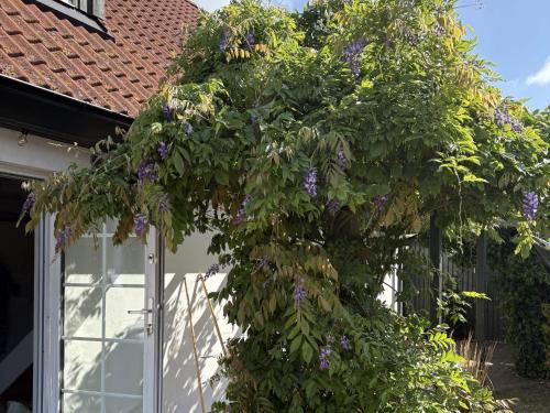 Kaseberga House | 5 star holiday home in Löderup