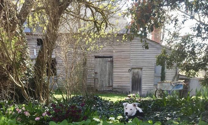 Ballan Cottage | A cottage for couples! Come stay & meet our alpacas 🦙💗