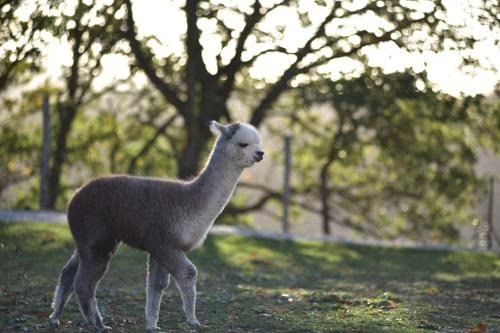 Monteluiano House | Agriturismo Il Beccafico Alpaca