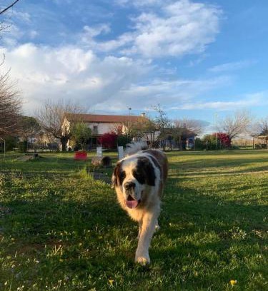 Vedelago House | Agriturismo il Podere Vedelago con San Bernardo, Alpaca e una Pentola di cose da scoprire