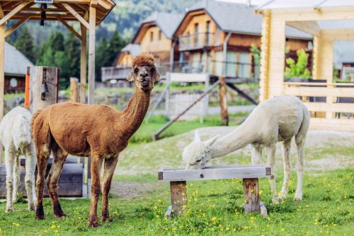 Sankt Georgen am Kreischberg Apartment | Alpenchalét Alpakablick