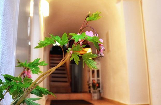 Altstadt Apartment | Apartments Altstadthaus Görlitz